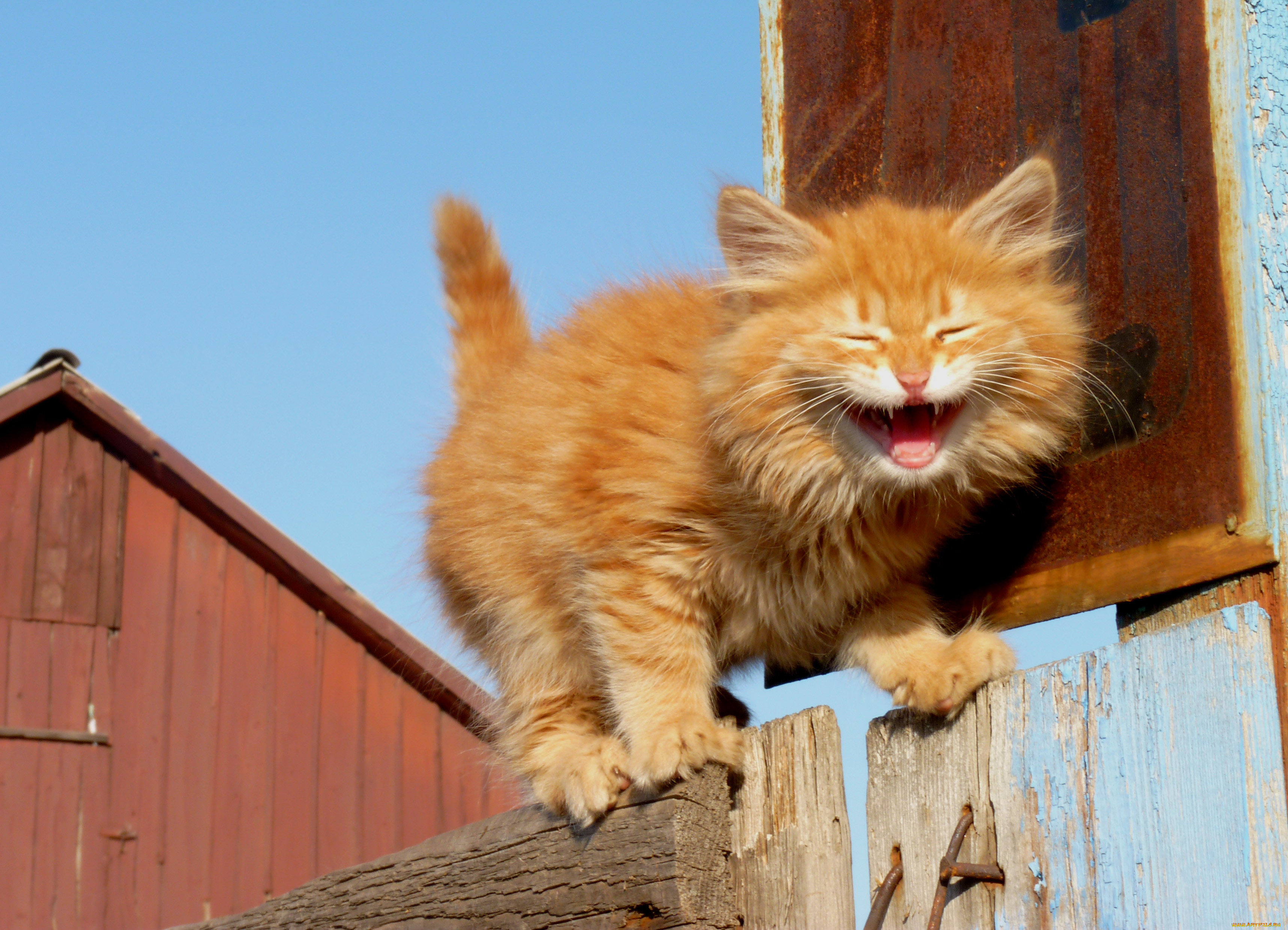 Включи веселого котенка. Рыжий кот. Смешной рыжий кот. Кот смеется. Смешные рыжие коты.